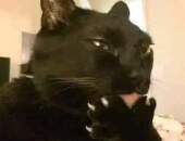 Gatozueiro